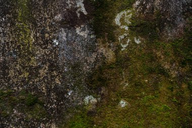 Soyut bir arkaplan olarak gri bir duvarda yeşil yosun