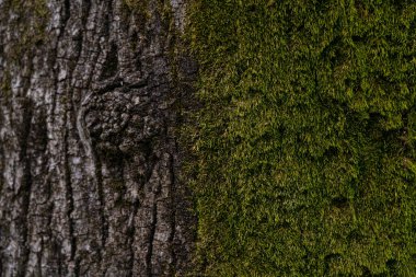 Ağacın kabuğunda yeşil yosun