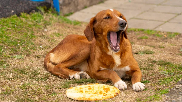 Batumi Geórgia Junho 2021 Khachapuri Redondo Fundo Roda Gigante — Fotografia de Stock