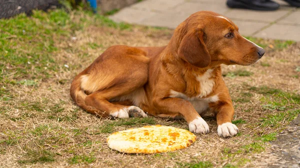 Batumi Geórgia Junho 2021 Khachapuri Redondo Fundo Roda Gigante — Fotografia de Stock