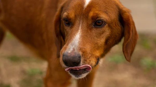 Brown Cão Close Retrato Tiro — Fotografia de Stock