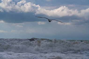 Fırtına sırasında Karadeniz 'deki martılar