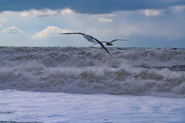 Fırtına sırasında Karadeniz 'deki martılar