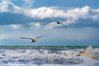 Fırtına sırasında Karadeniz 'deki martılar