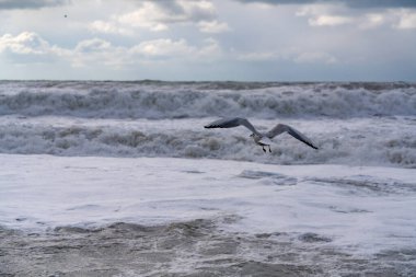 Fırtına sırasında Karadeniz 'deki martılar