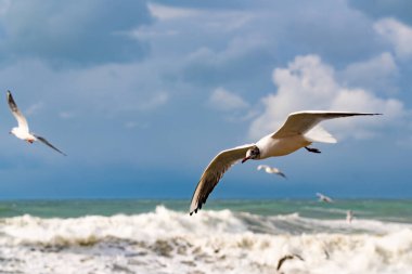 Fırtına sırasında Karadeniz 'deki martılar