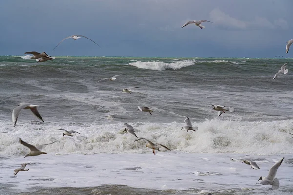 Fiskmåsar Vid Svarta Havet Storm — Stockfoto