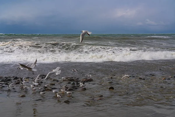 Gaivotas Mar Negro Durante Uma Tempestade — Fotografia de Stock