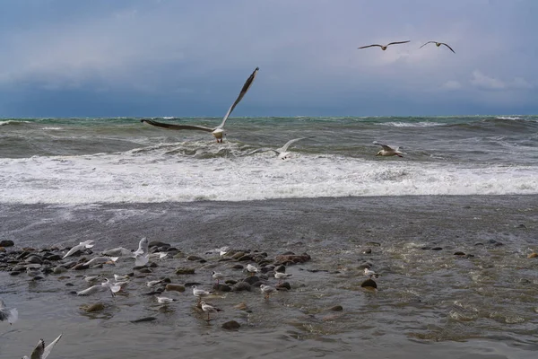 Gaivotas Mar Negro Durante Uma Tempestade — Fotografia de Stock