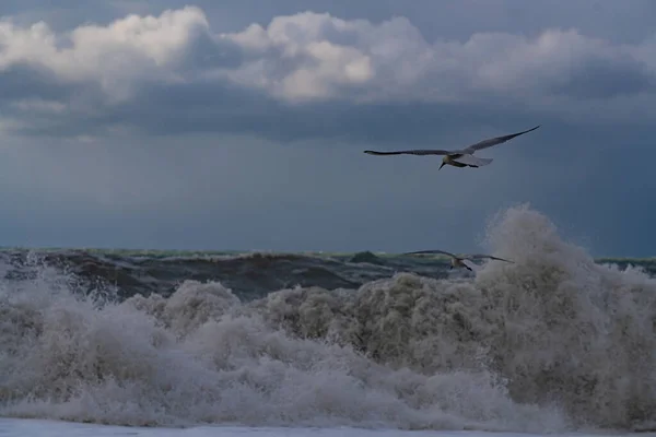 Seagulls Black Sea Storm — Stock Photo, Image