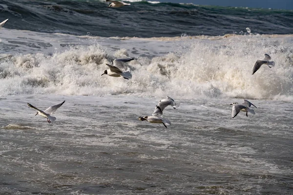 Gaivotas Mar Negro Durante Uma Tempestade — Fotografia de Stock