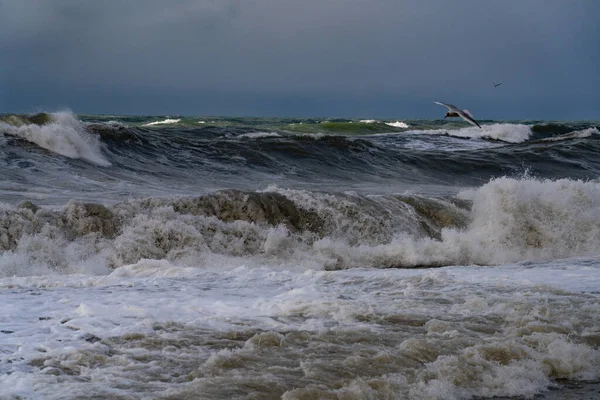 Mouettes Sur Mer Noire Lors Une Tempête — Photo