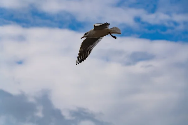 Gaivotas Mar Negro Durante Uma Tempestade — Fotografia de Stock