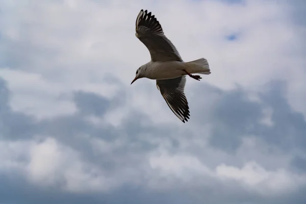 Gaviotas Mar Negro Durante Una Tormenta —  Fotos de Stock