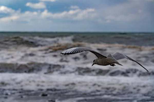 Чайки Черном Море Время Шторма — стоковое фото