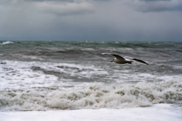 Чайки Черном Море Время Шторма — стоковое фото
