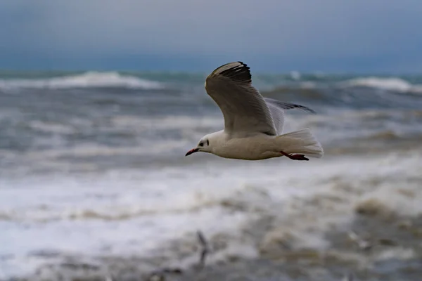 Seagulls on the Black Sea during a storm