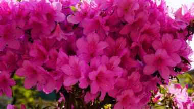 Soyut bir arkaplan olarak küçük pembe çiçekler