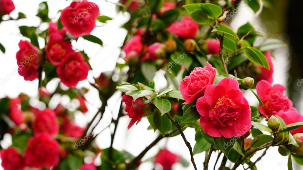 Camellias in the park, background from flowers