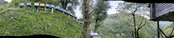 Bee Apiary Forest Large Panorama — Stockfoto