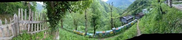 Pasieka Pszczół Lesie Duża Panorama — Zdjęcie stockowe