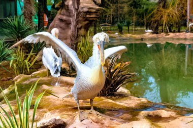 Parkta kanatları açık pelikan.