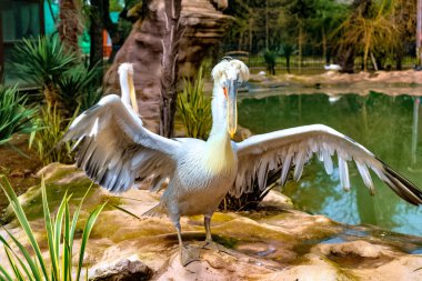 Parkta kanatları açık pelikan.