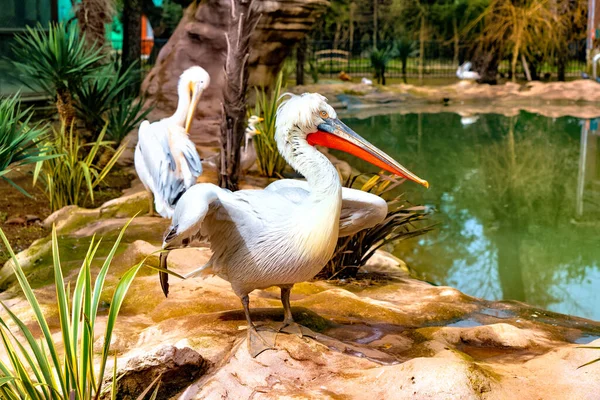 Pelikan Rozpostartymi Skrzydłami Parku — Zdjęcie stockowe