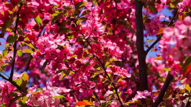 Sakura şehirde çiçek açtı.