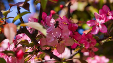 Sakura şehirde çiçek açtı.