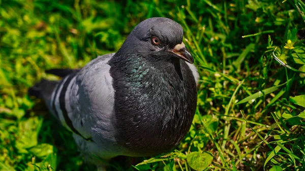 Holub Zelené Trávě Parku — Stock fotografie