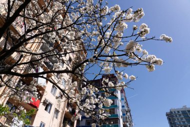Batumi 'de çiçek açan ağaçlar, Batumi' de bahar. Adjara, Georgia
