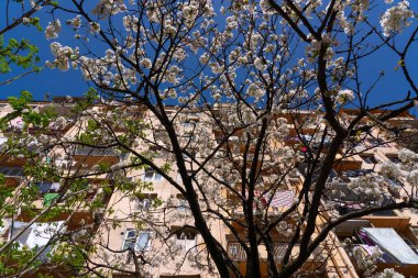 Batumi 'de çiçek açan ağaçlar, Batumi' de bahar. Adjara, Georgia