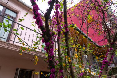 Judas ağacı, cercis ya da kırmızı