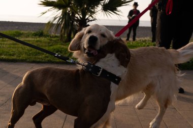 İki köpek sette oynuyorlar.