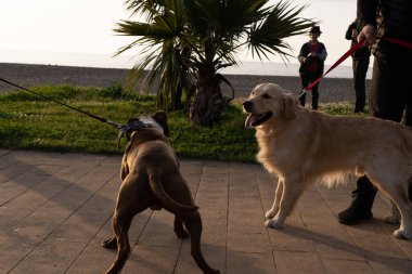 İki köpek sette oynuyorlar.