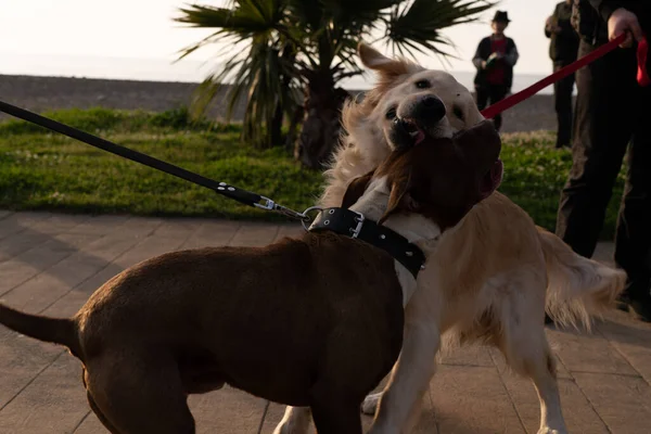 Två Hundar Leker Banvallen — Stockfoto
