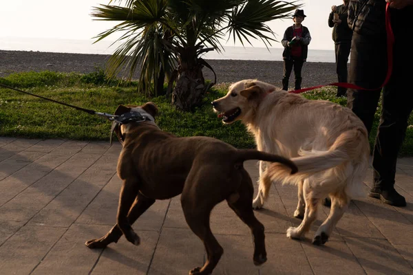 Набережной Играют Две Собаки — стоковое фото