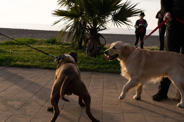 Набережной Играют Две Собаки — стоковое фото