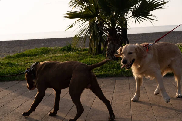 Två Hundar Leker Banvallen — Stockfoto