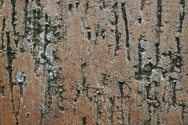 Текстурированный Фон Виде Штукатурки Стены — стоковое фото