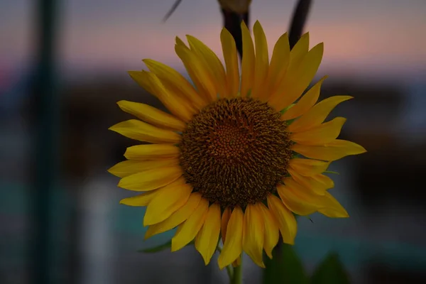 Günbatımının Arka Planında Ayçiçeği — Stok fotoğraf