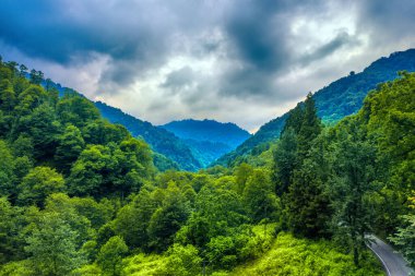 Mtirala Ulusal Parkı, Adjara, Georgia