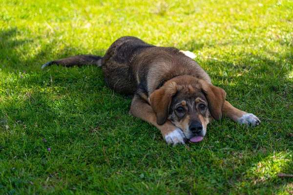 Ein Hund Mit Herausgestreckter Zunge Liegt Auf Dem Rasen — Stockfoto