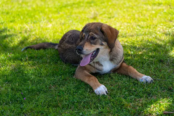 Perro Con Lengua Que Sobresale Está Tirado Césped — Foto de Stock