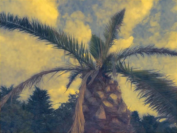 Abstractie Van Palmbomen Tropen — Stockfoto