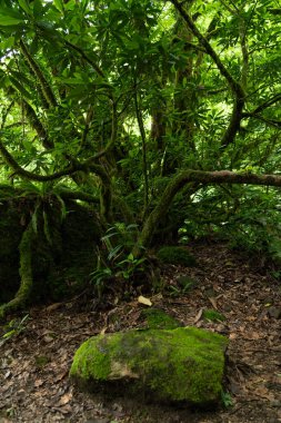 Mtirala Ulusal Parkı, Adjara, Georgia