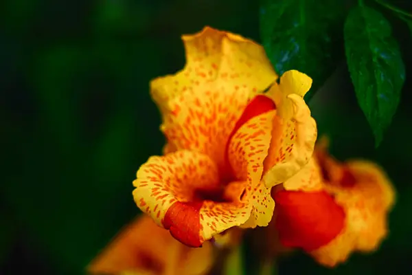 ジョージア州アダーラ市バトゥミの美しい花 — ストック写真