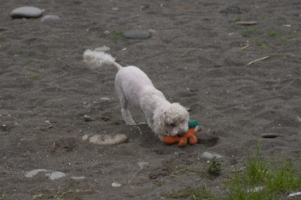 Собака Играет Игрушкой — стоковое фото