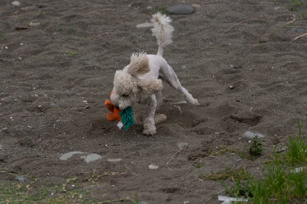 Ein Hund Der Mit Einem Spielzeug Spielt — Stockfoto